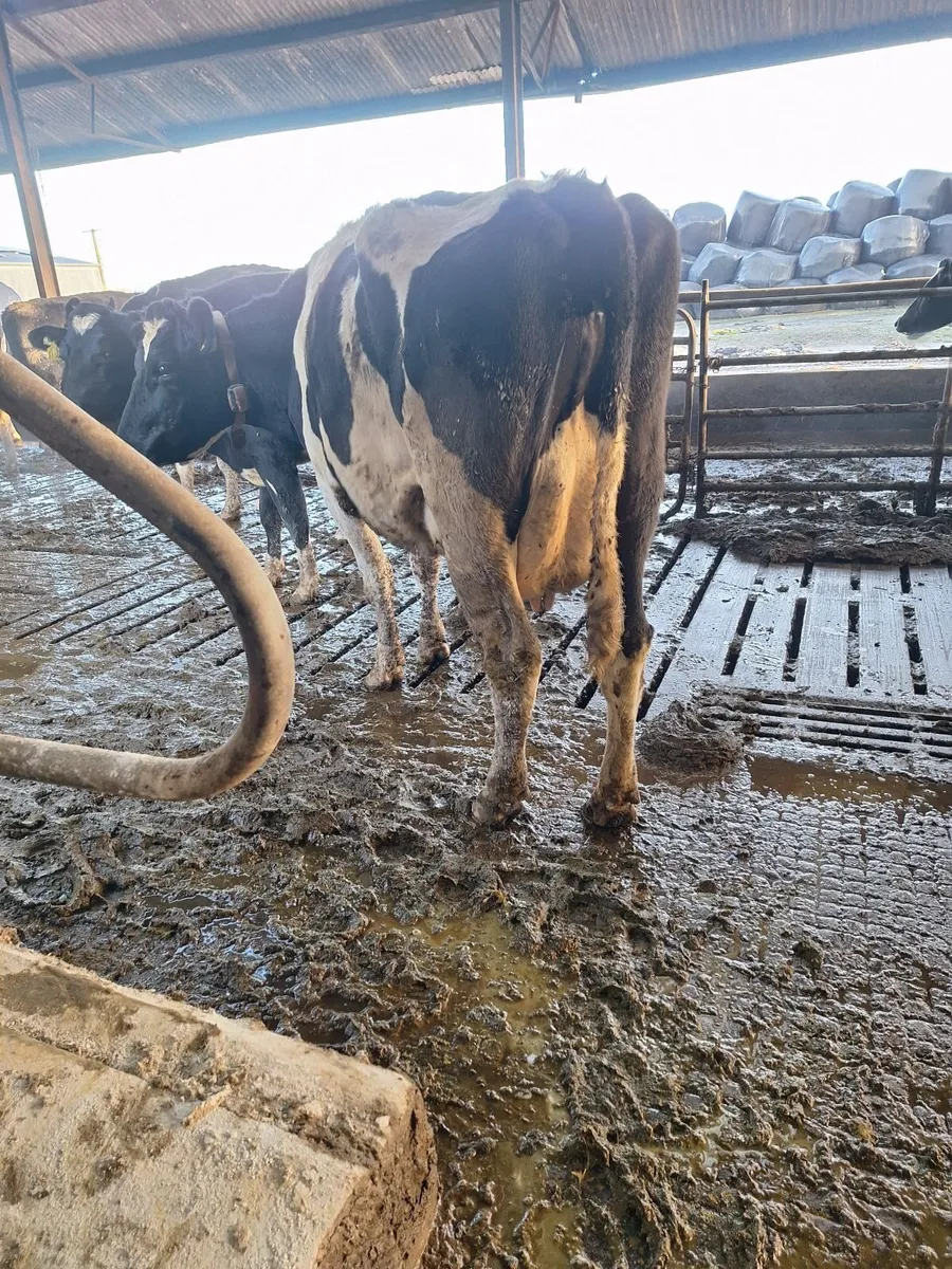 4 Hol/Fr Milking Cows