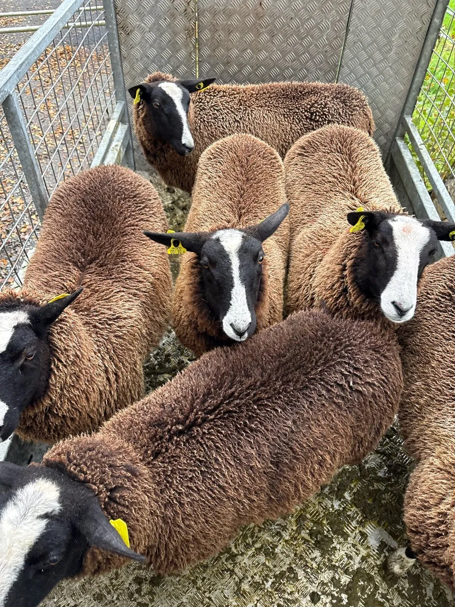 Pure bred Zwartbles ewe lambs - Image 1