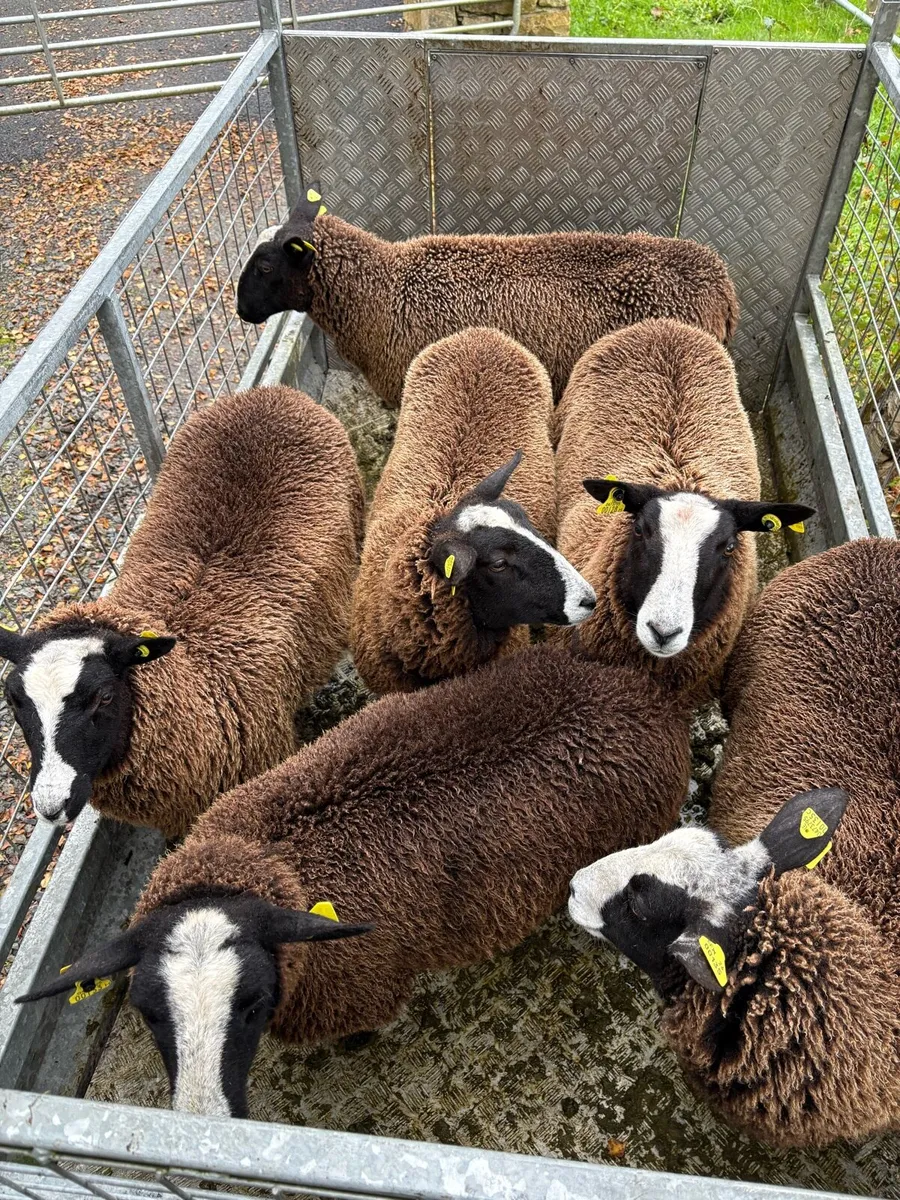 Pure bred Zwartbles ewe lambs - Image 4