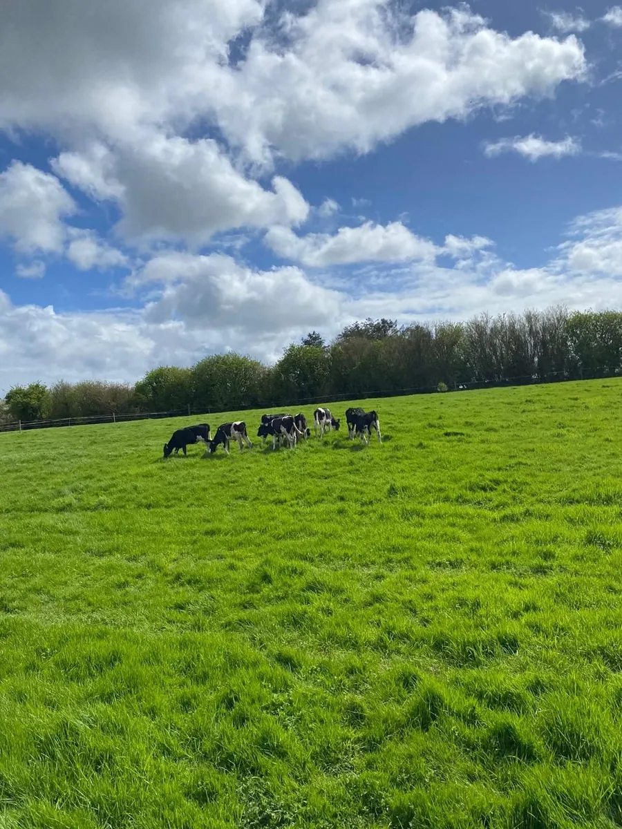 6 incalf heifers Pedigree Hol/Fr
