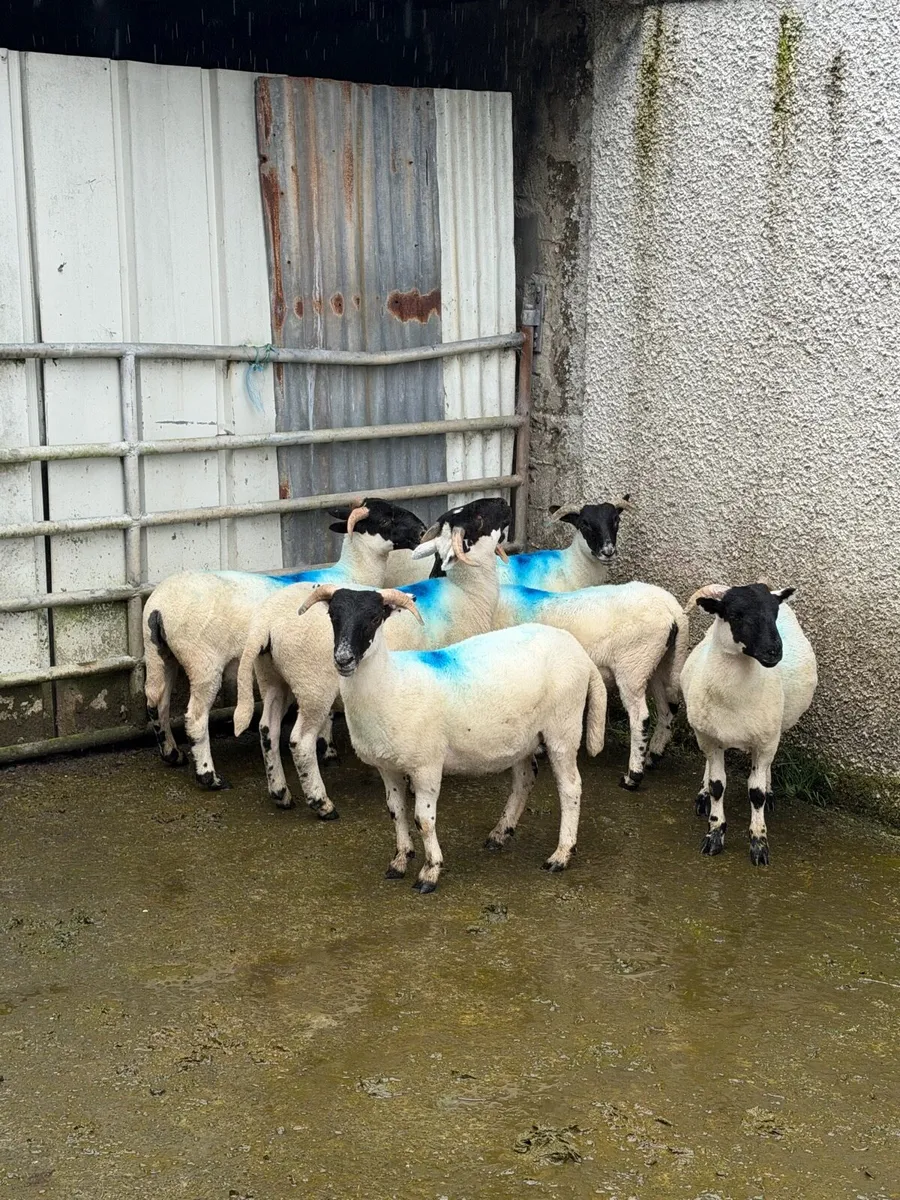 Scotch ram - Image 3