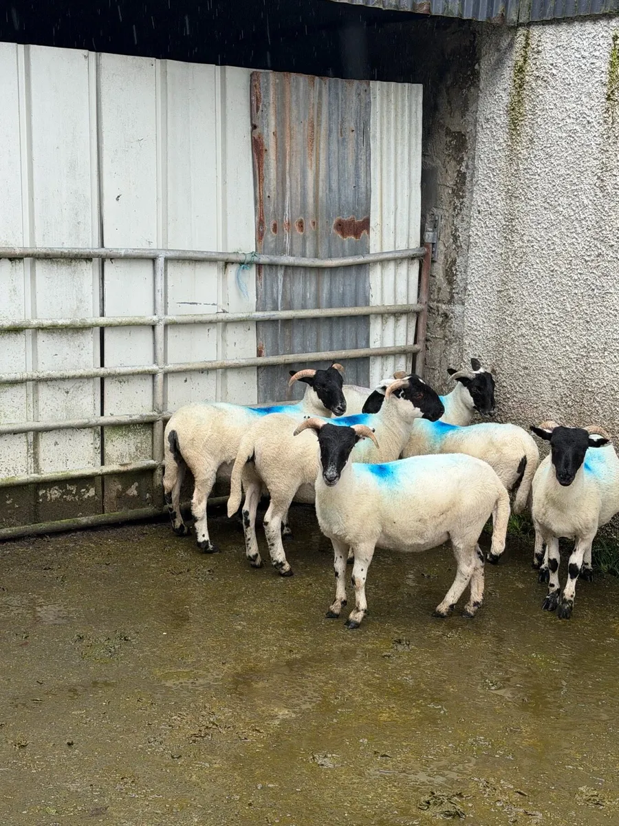 Scotch ram - Image 4