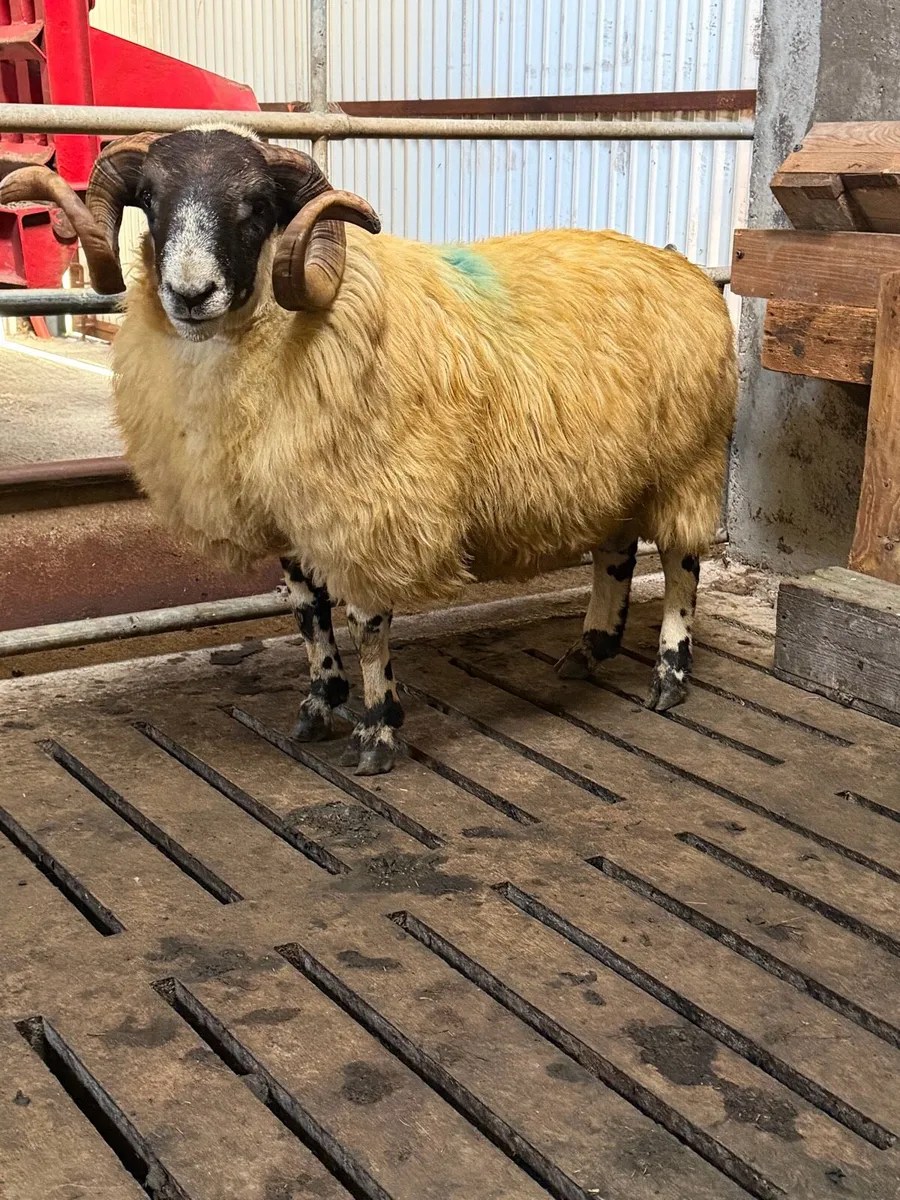 Scotch ram - Image 1