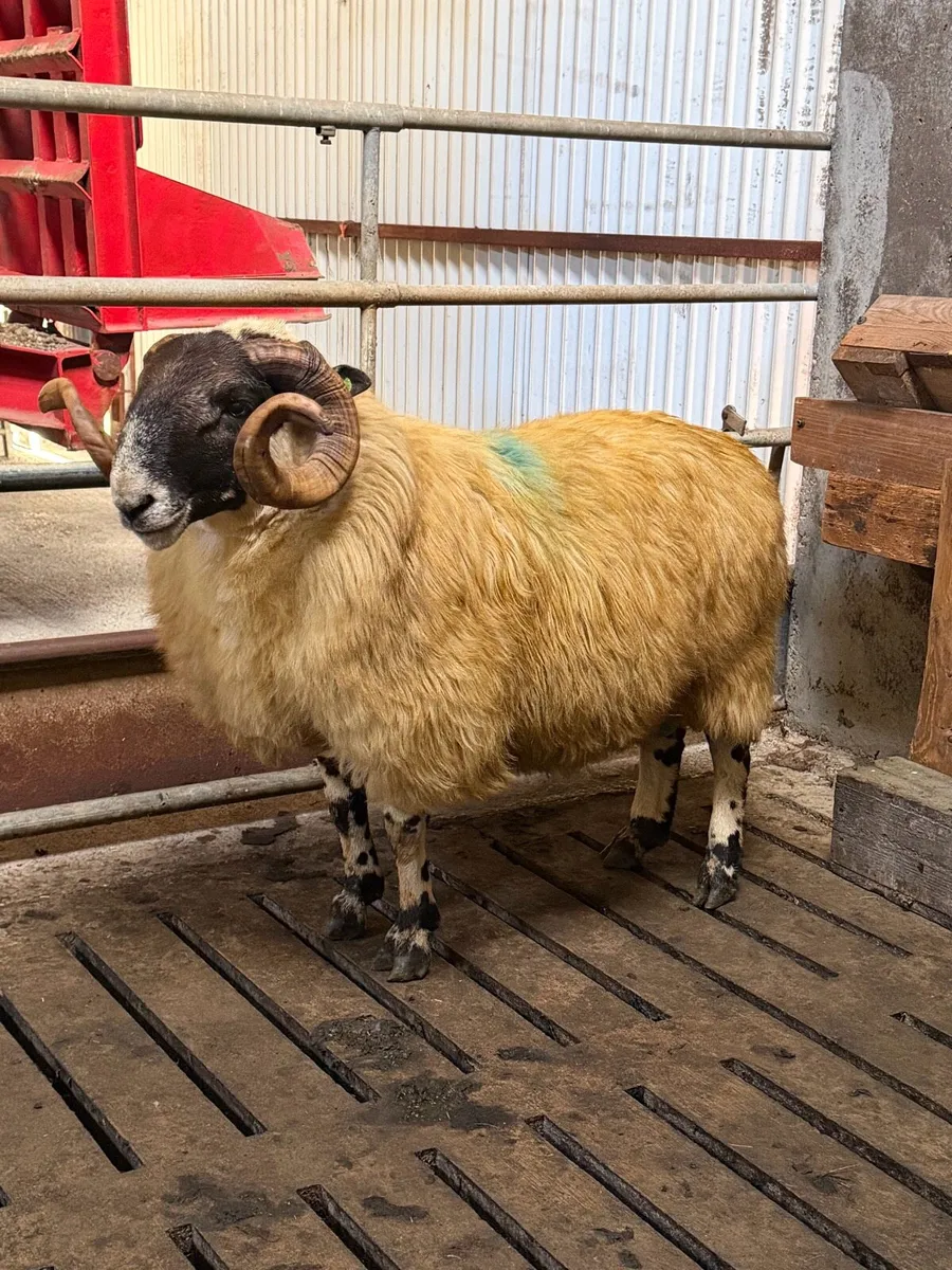 Scotch ram - Image 2