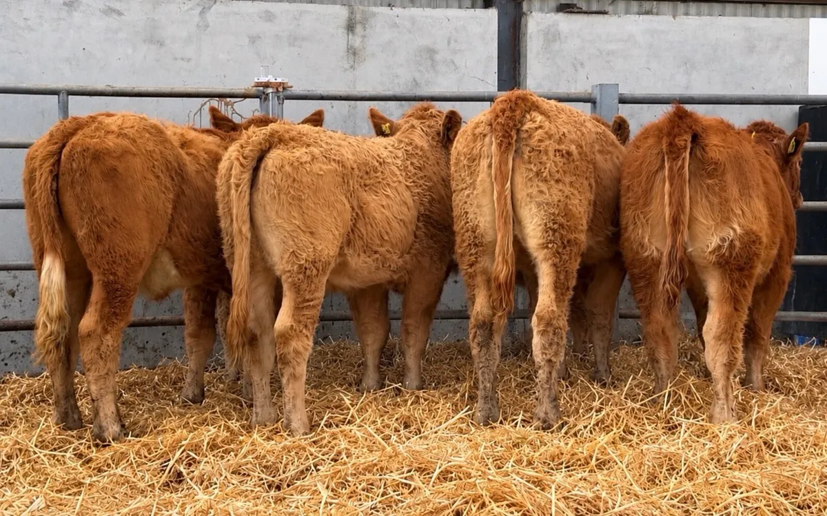 🔴4 Limousine Heifer Weanling🔴 - Image 1