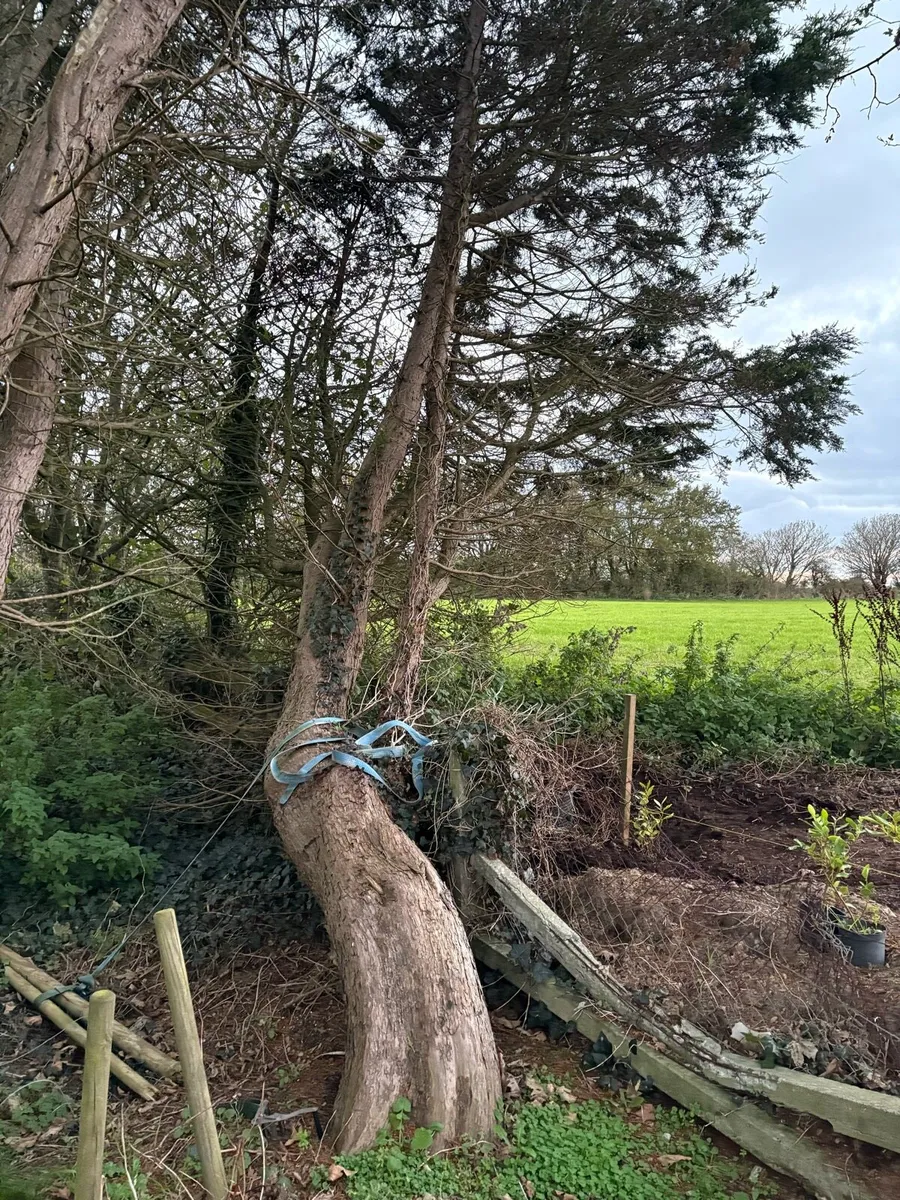 Trees free to take away - Image 1