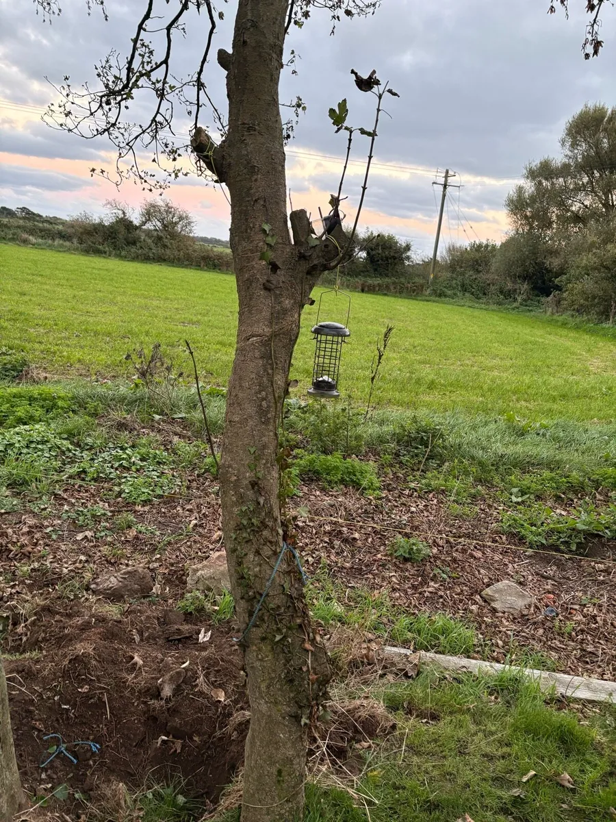 Trees free to take away - Image 2