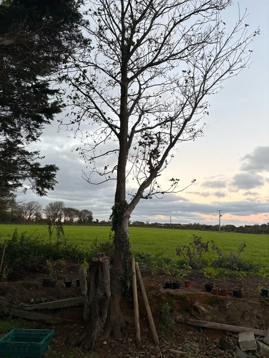 Trees free to take away - Image 3