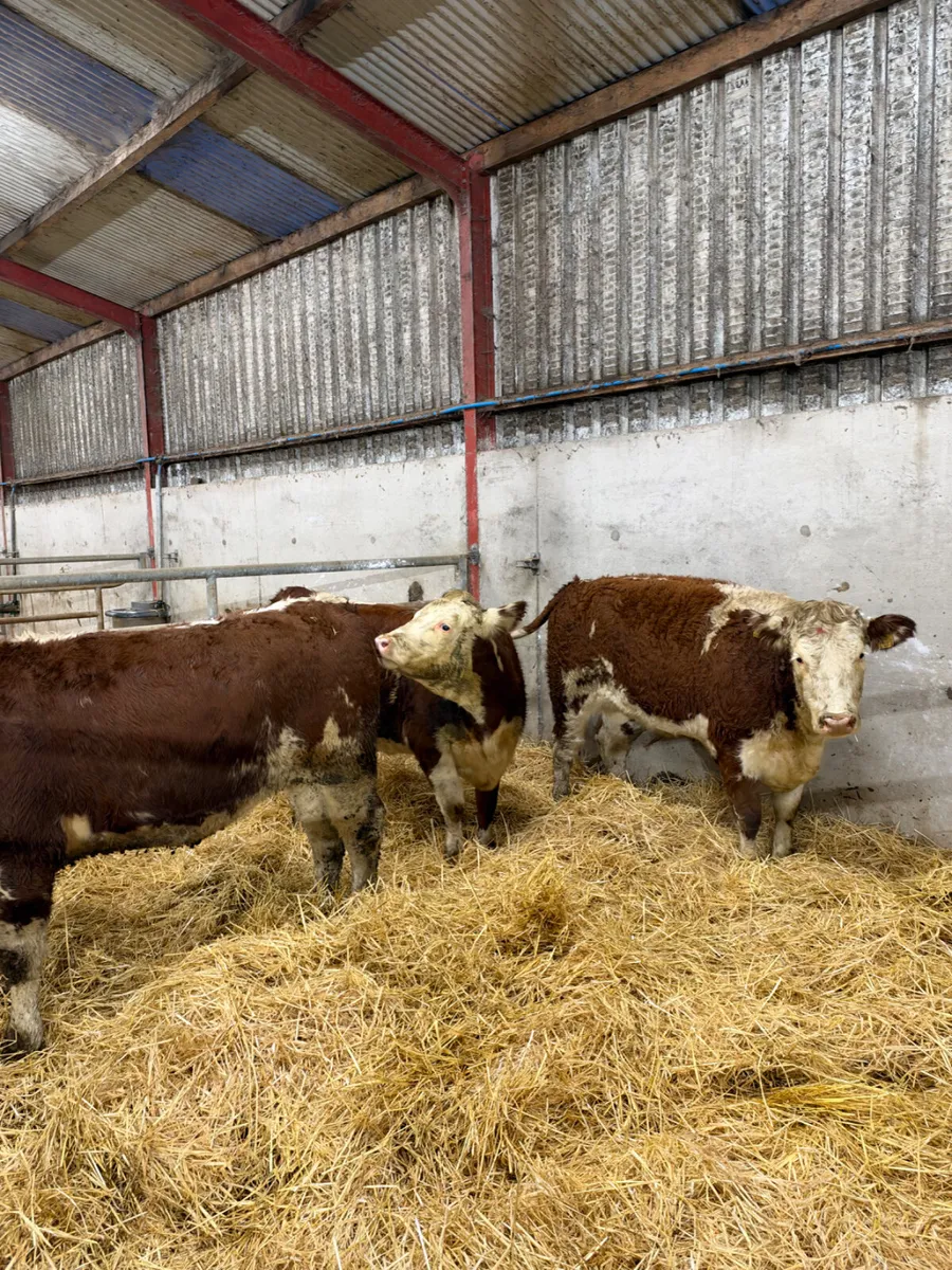 Hereford bulling heifers - Image 1
