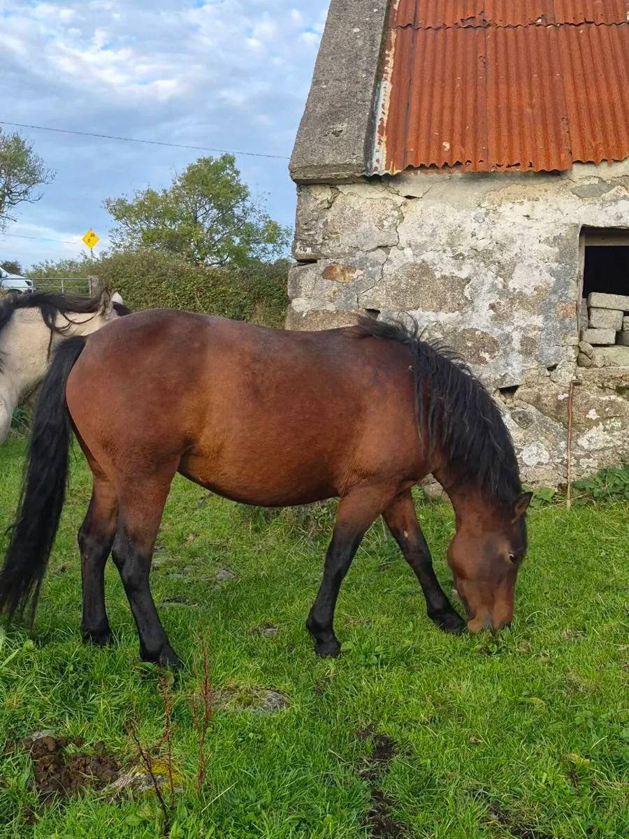Connemara Pony - Image 1