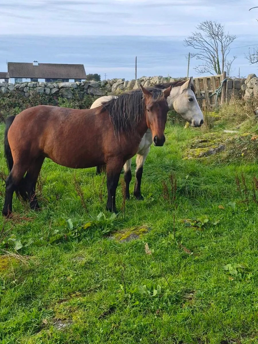 Connemara Pony - Image 2