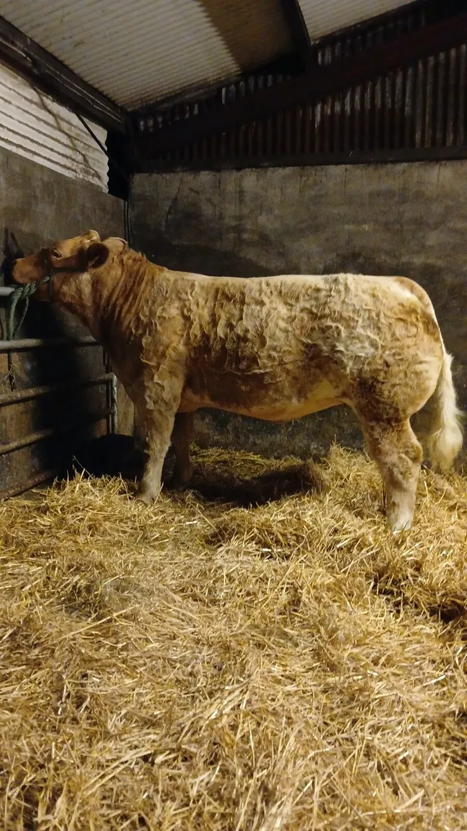 Hybrid heifer For Balla this Friday night (23/10) - Image 1