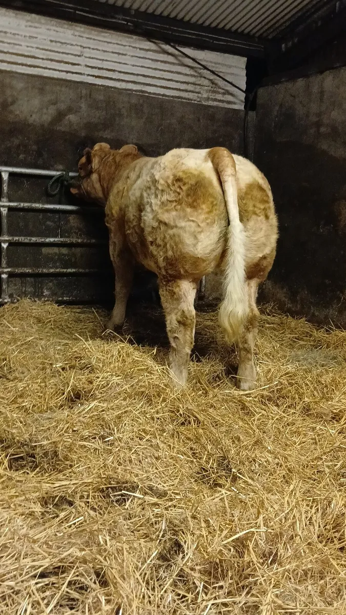 Hybrid heifer For Balla this Friday night (23/10) - Image 2
