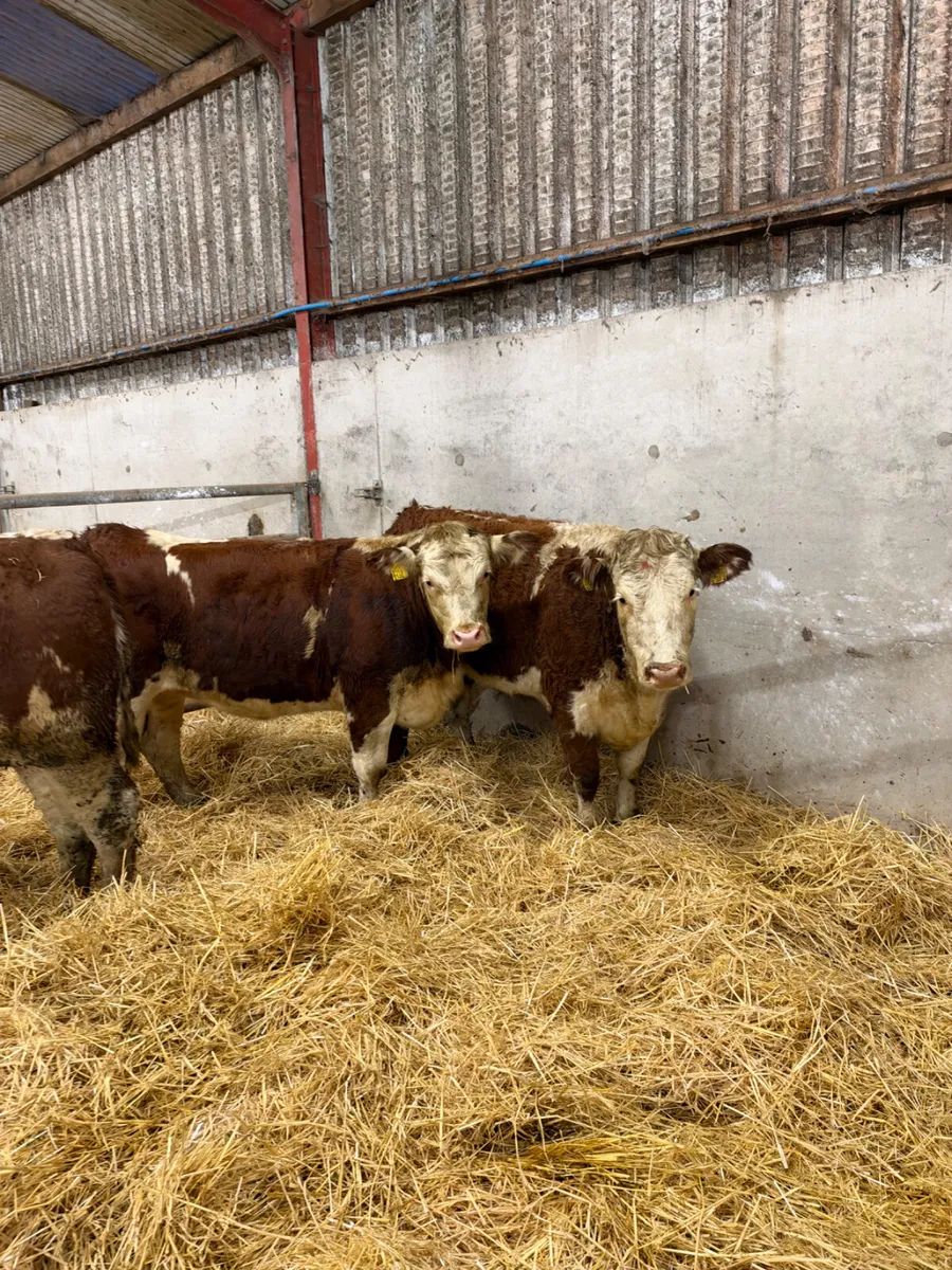 Hereford bulling heifers - Image 3