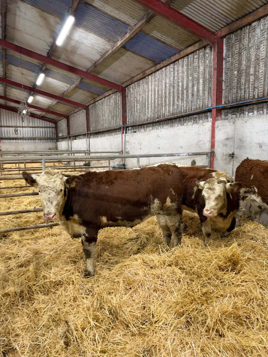 Hereford bulling heifers - Image 2