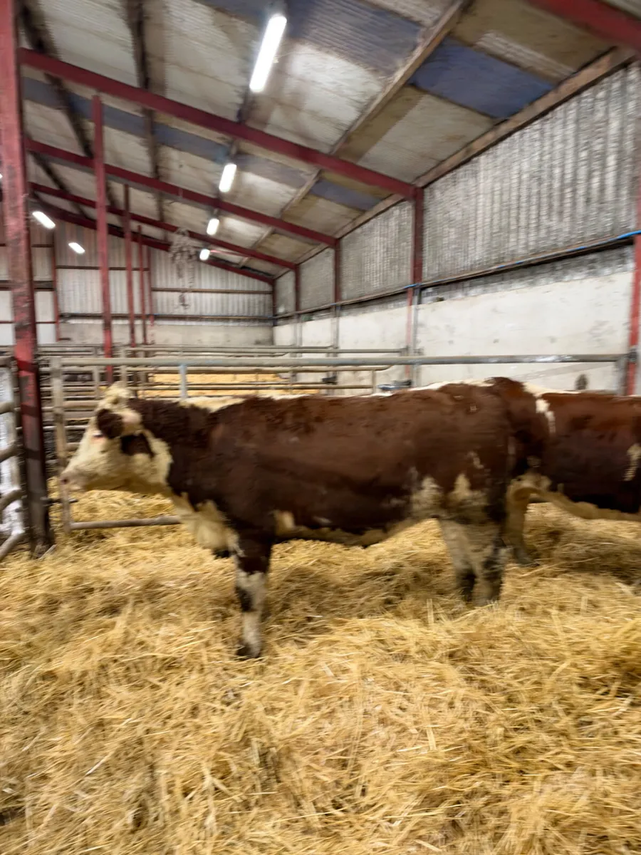 Hereford bulling heifers - Image 4