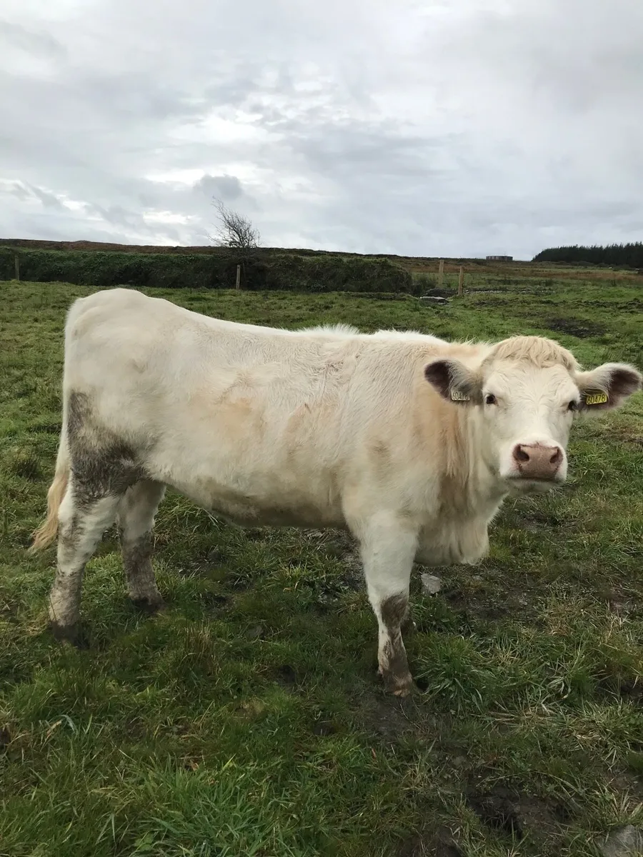 Shorthorn heifers - Image 3