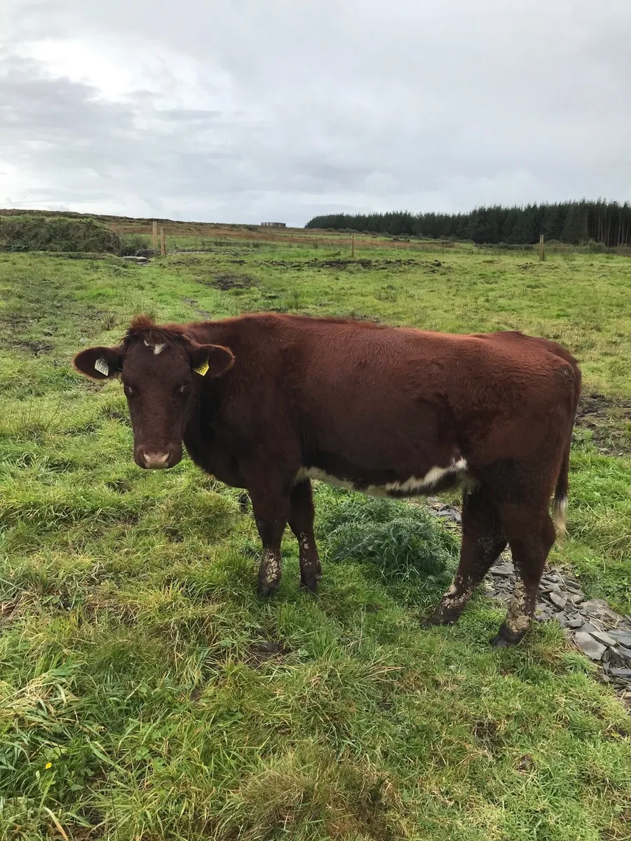 Shorthorn heifers - Image 4