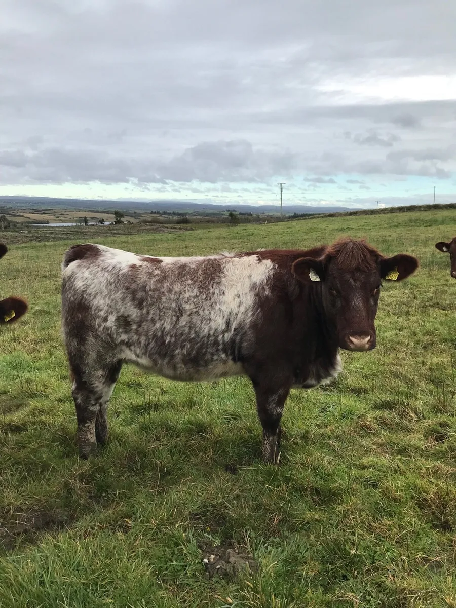Shorthorn heifers - Image 1