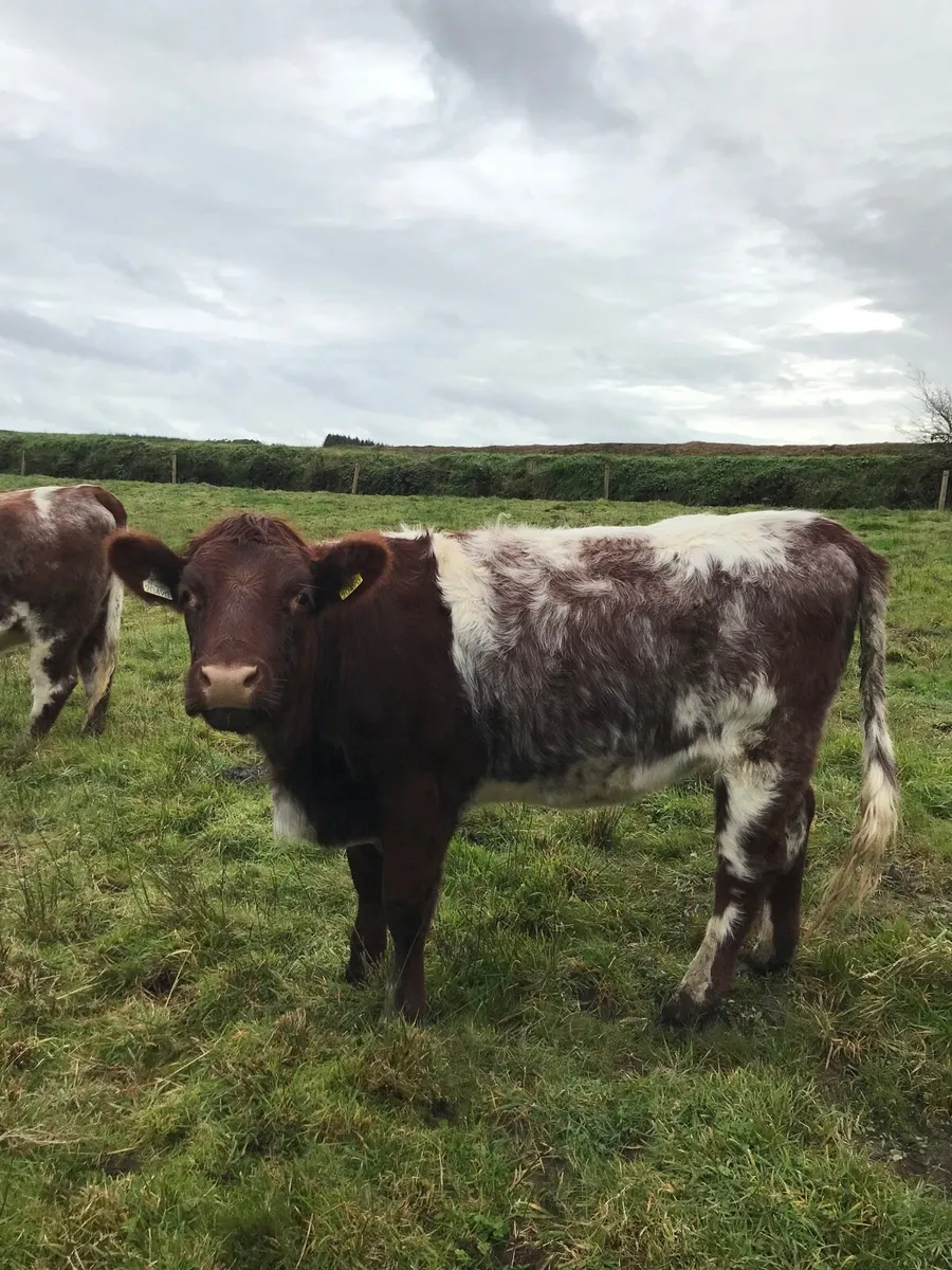 Shorthorn heifers - Image 2