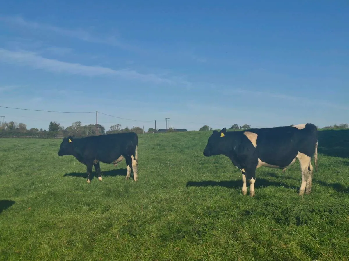 Freisen Bull weanlings - Image 1