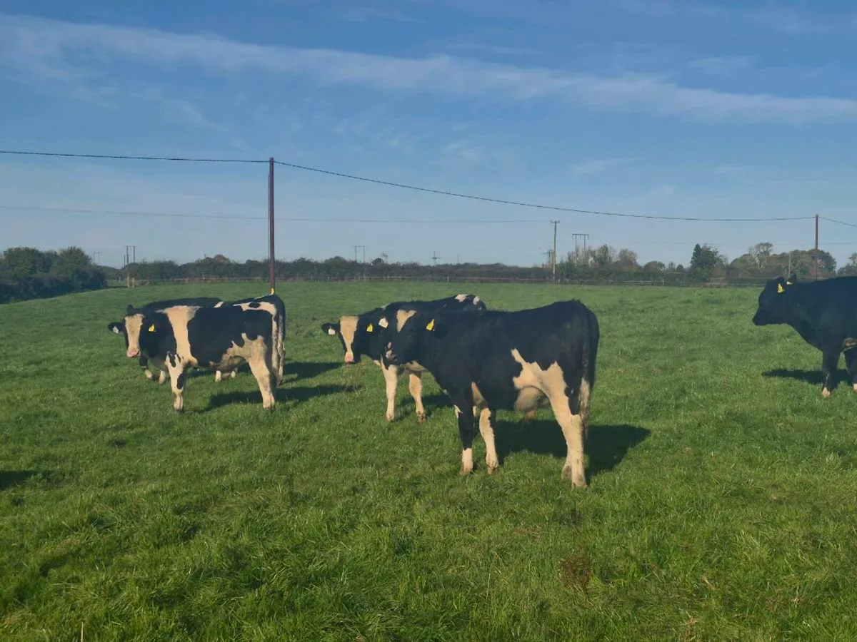 Freisen Bull weanlings - Image 2