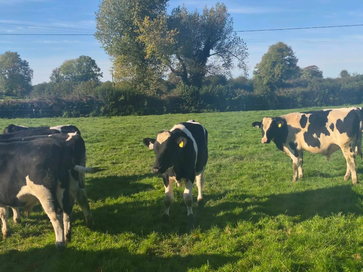 Freisen Bull weanlings - Image 3