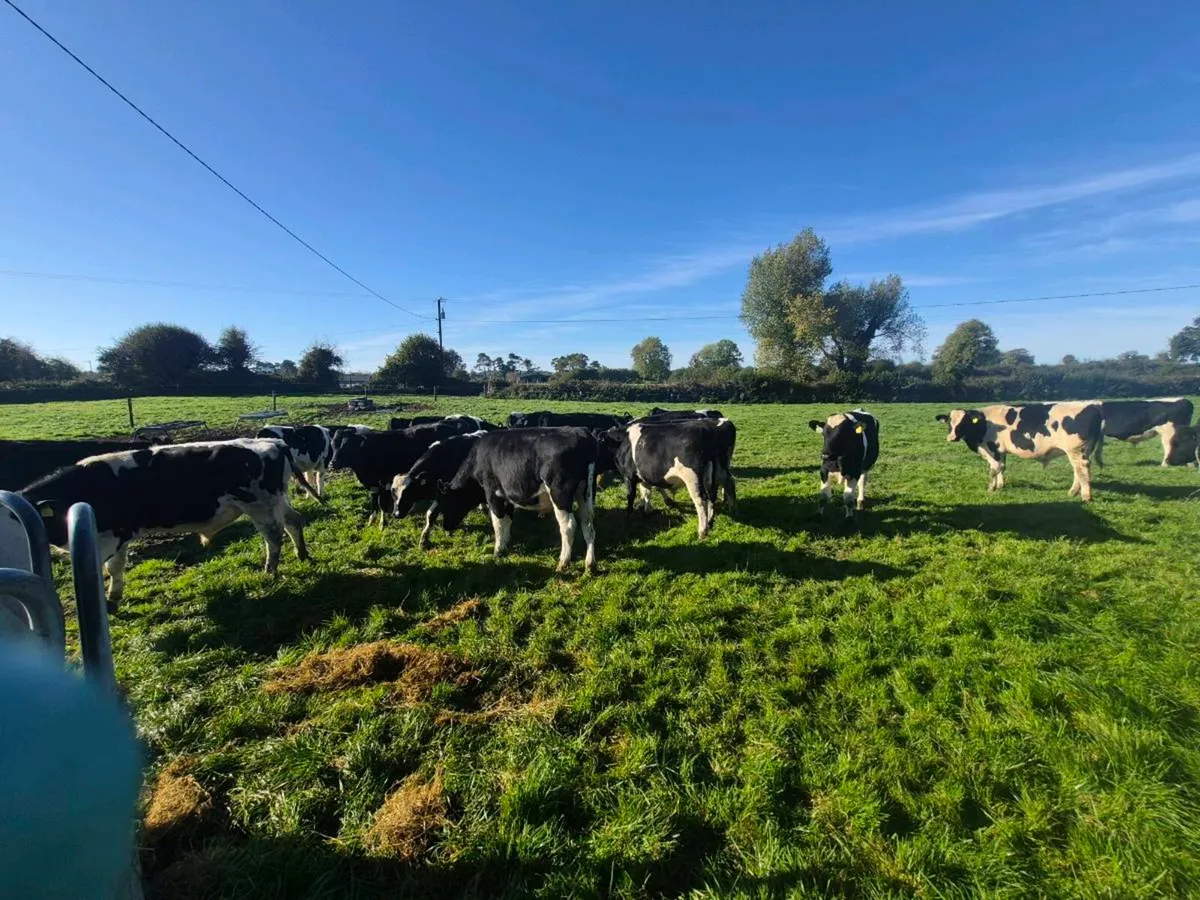 Freisen Bull weanlings - Image 4