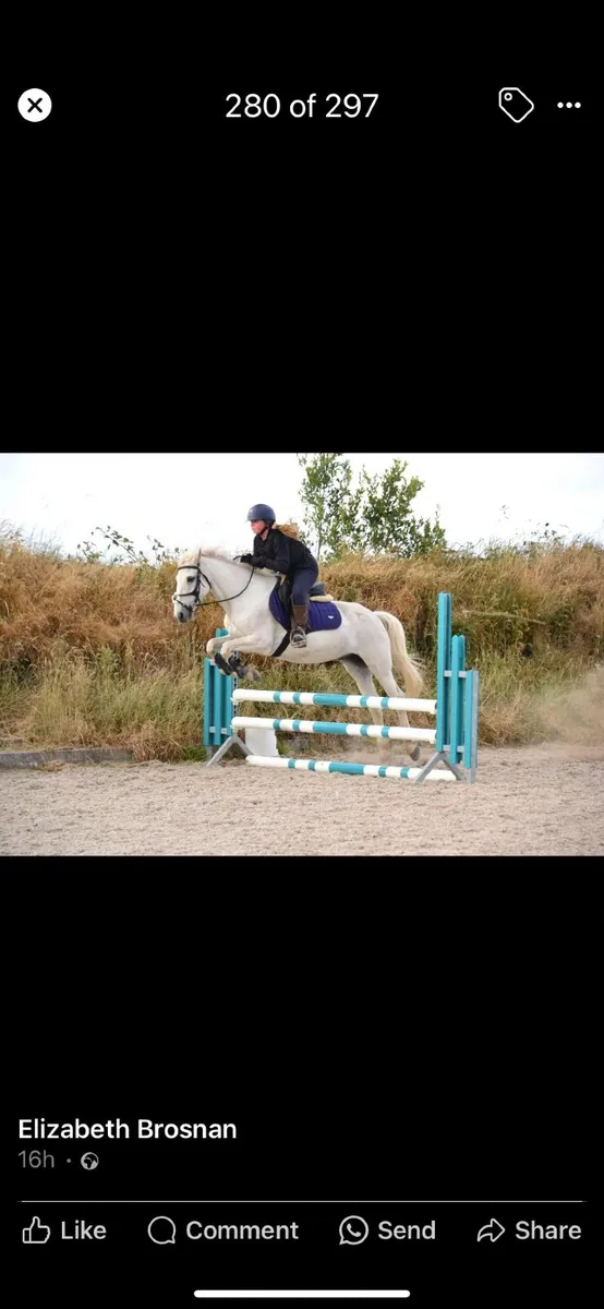 14.1 pony - Image 2
