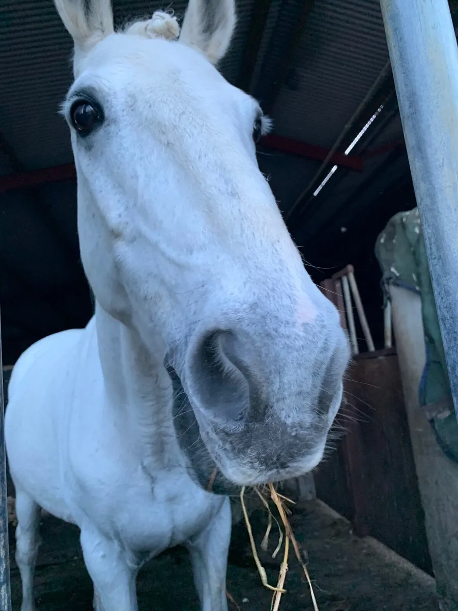 14.1 pony - Image 3