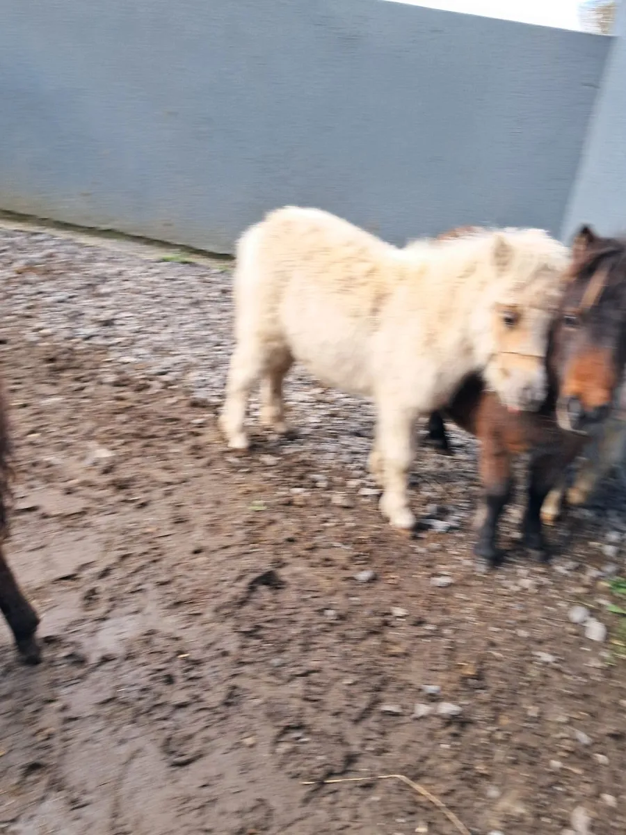 Horses - Image 4