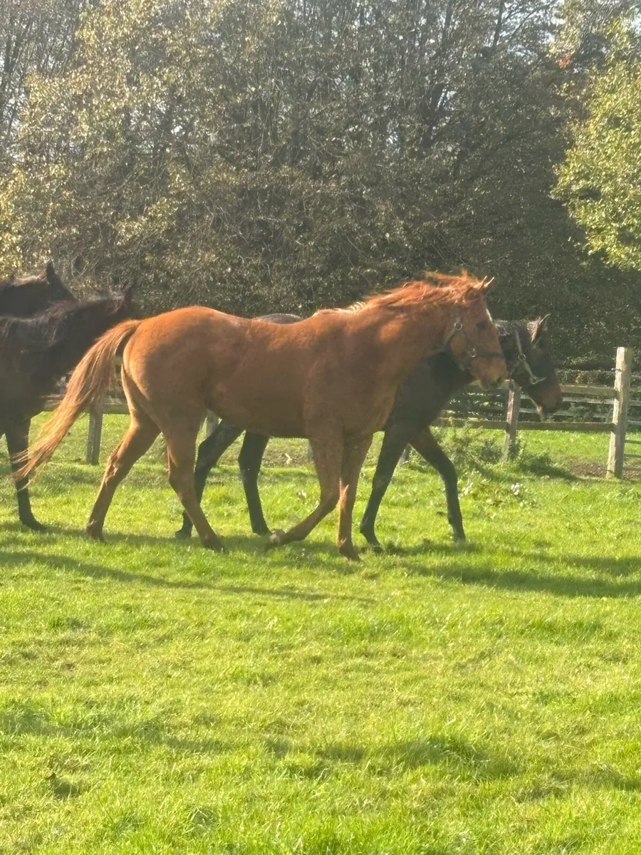 Chesnut Mare