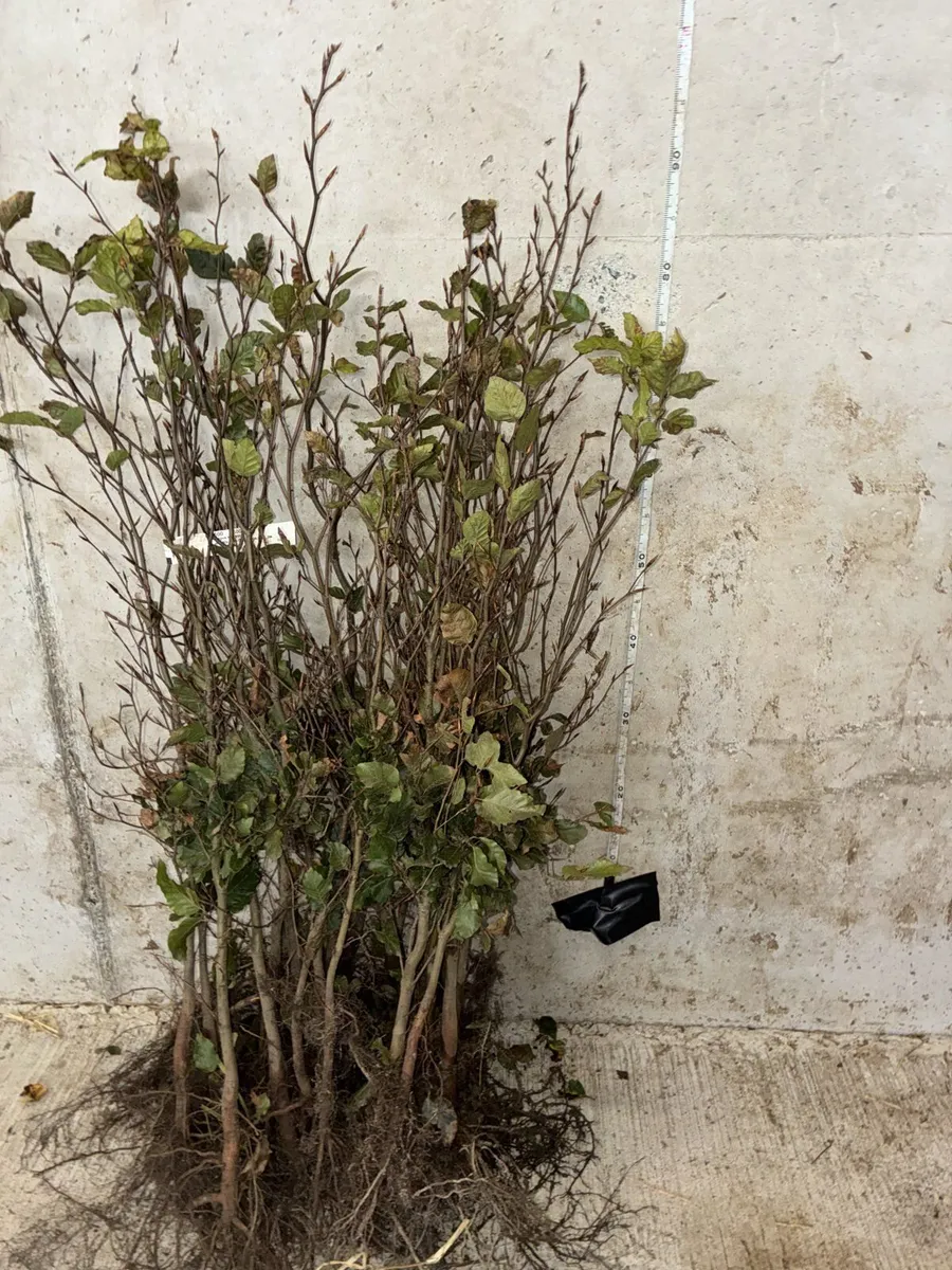 Whitethorn Hedging 60-90cm - €60 per 100 - Image 3