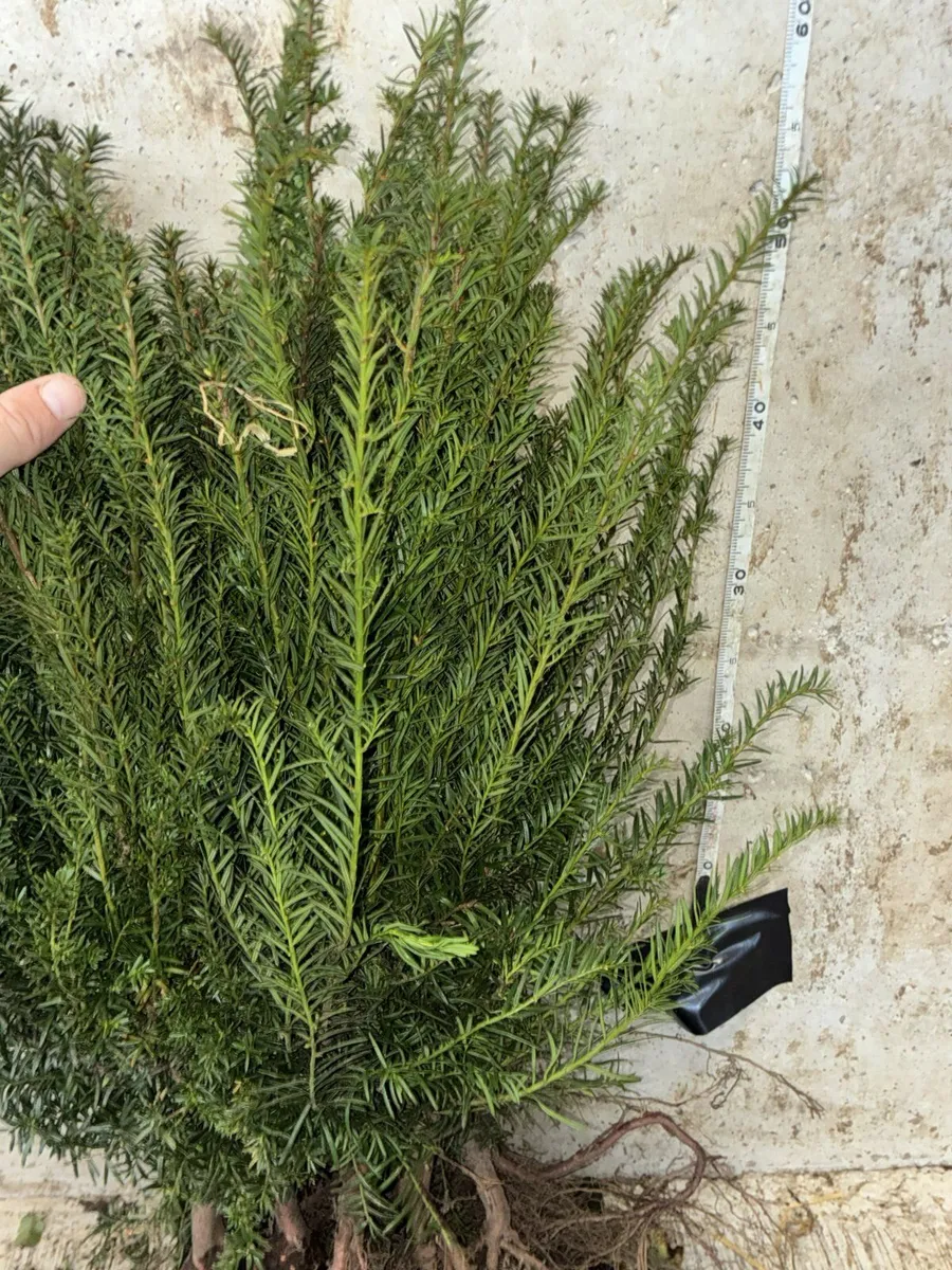 Yew Hedging 30-50cm - €2 per plant - Image 2