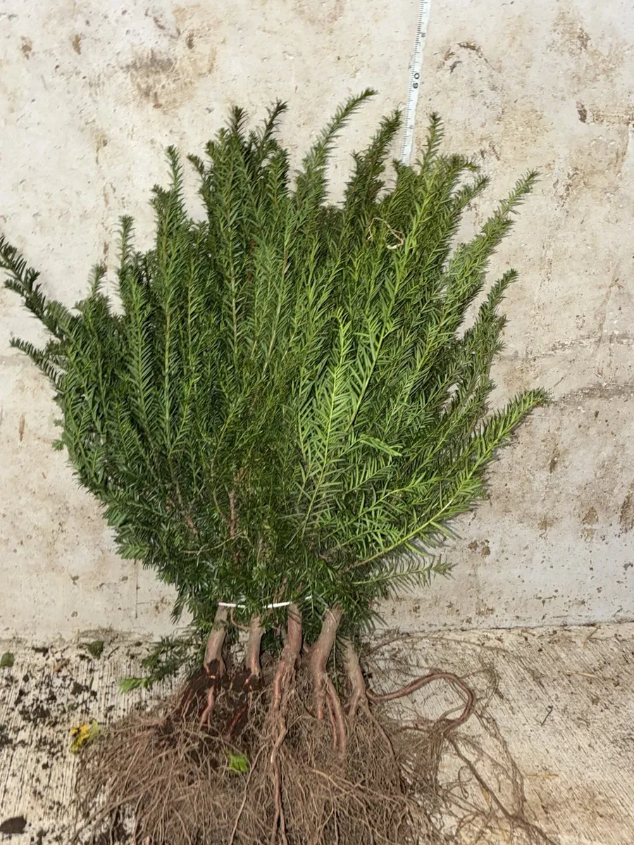 Yew Hedging 30-50cm - €2 per plant - Image 4