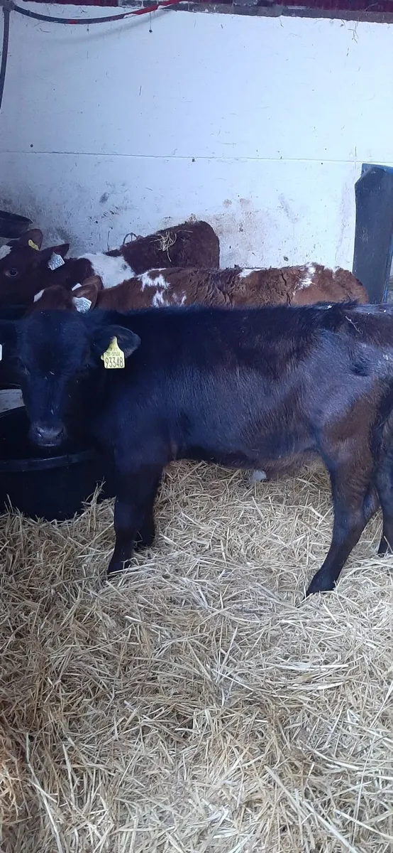 Cont calves for sale - Image 2