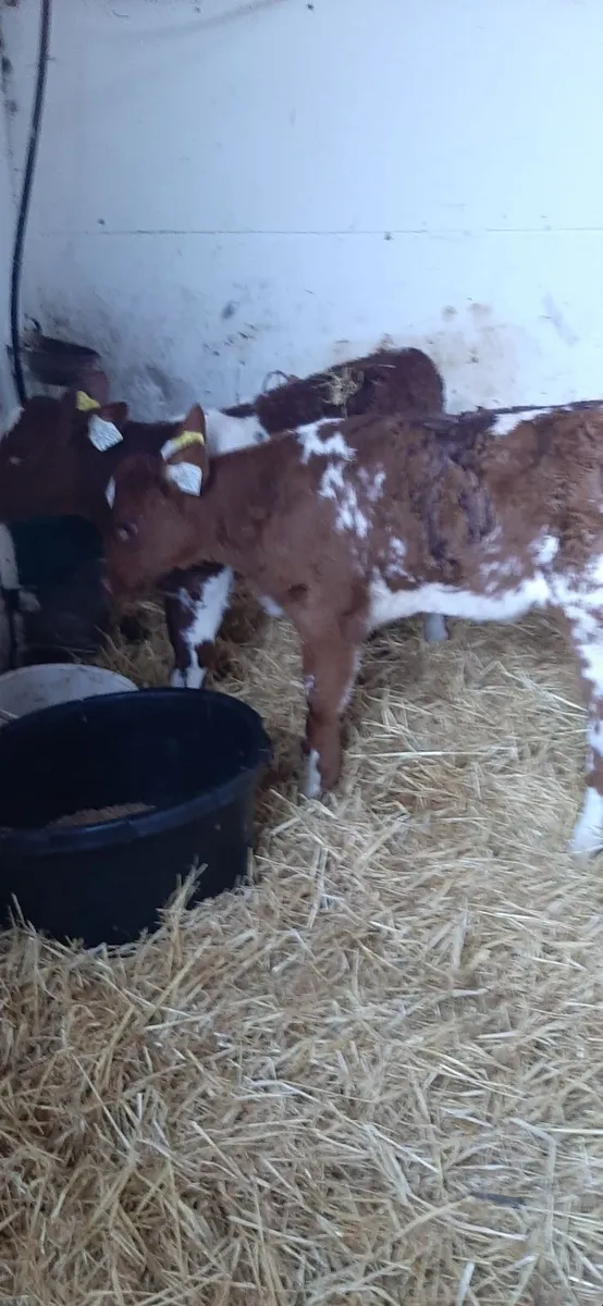 Cont calves for sale - Image 3