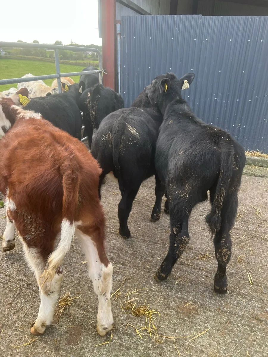 Bull weanlings for sale - Image 3