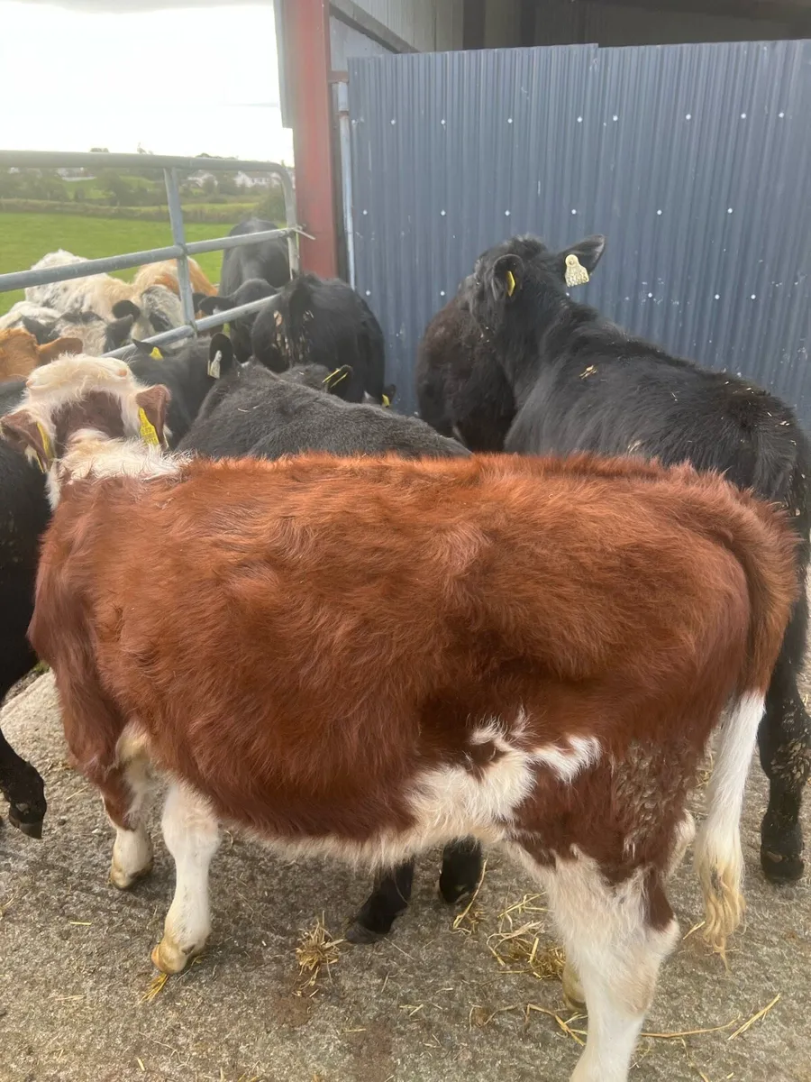 Bull weanlings for sale - Image 4