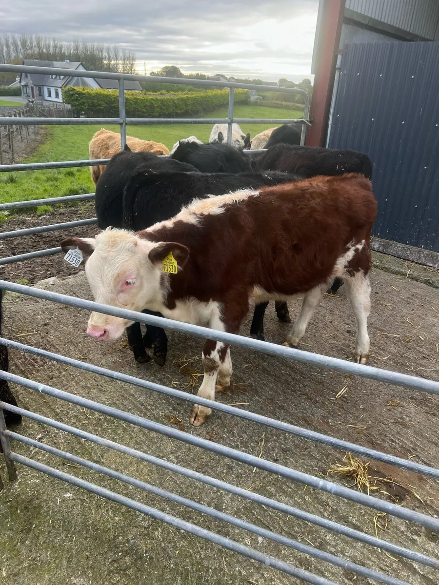 Bull weanlings for sale - Image 1