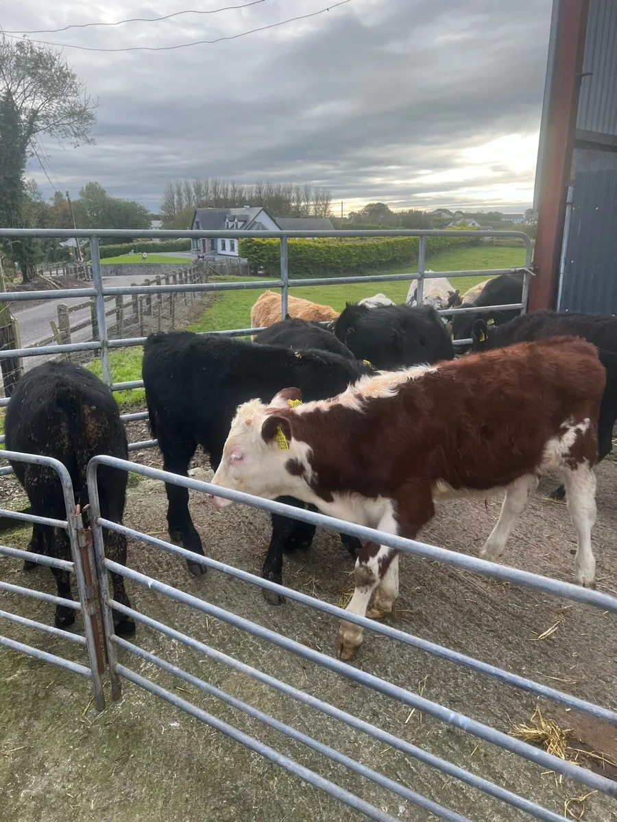 Bull weanlings for sale - Image 2
