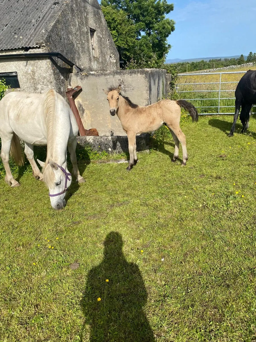 Connemara colt foal - Image 2