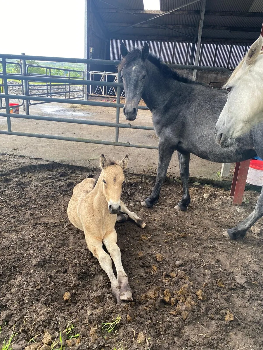 Connemara colt foal - Image 3