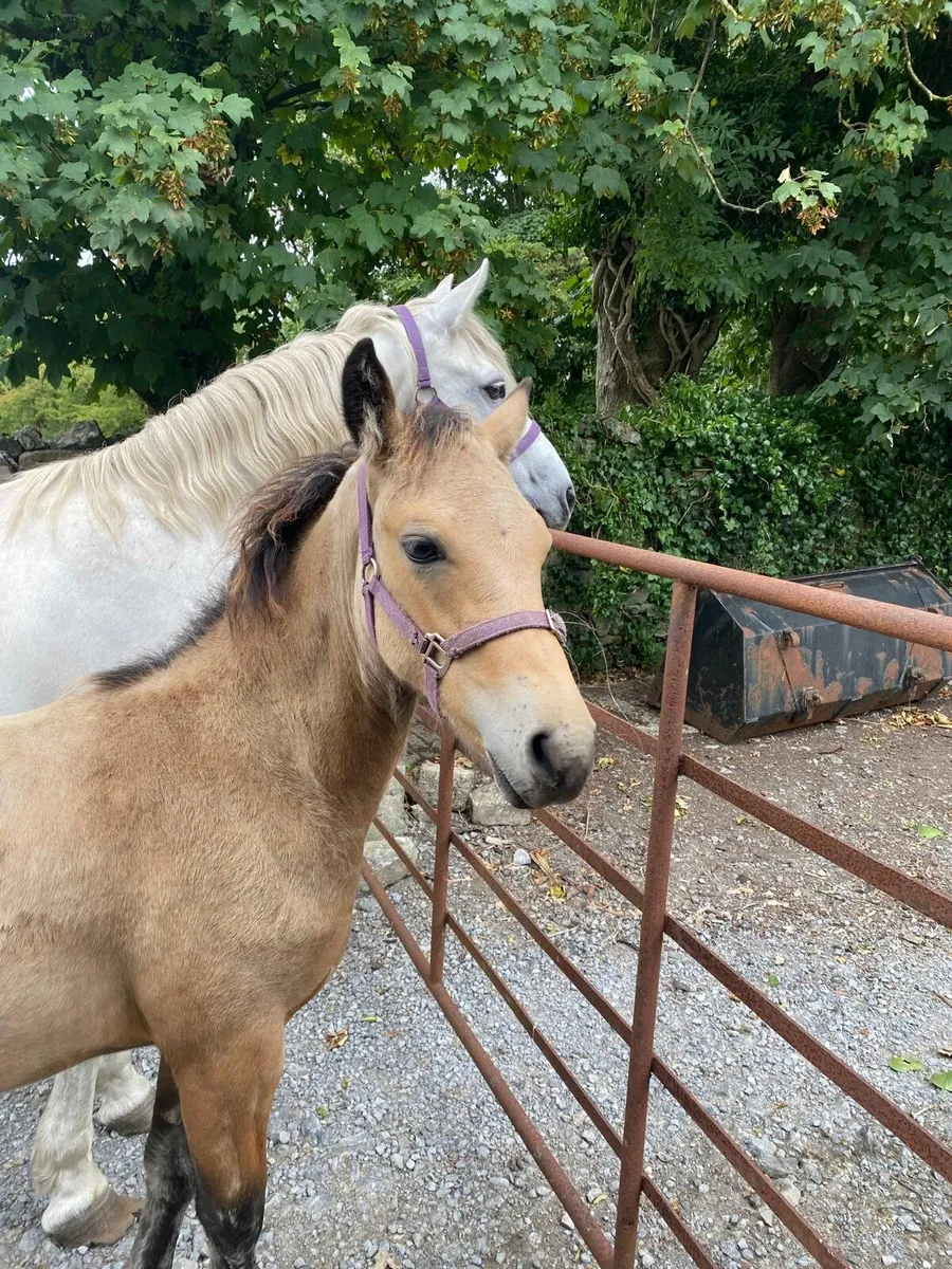 Connemara colt foal - Image 1