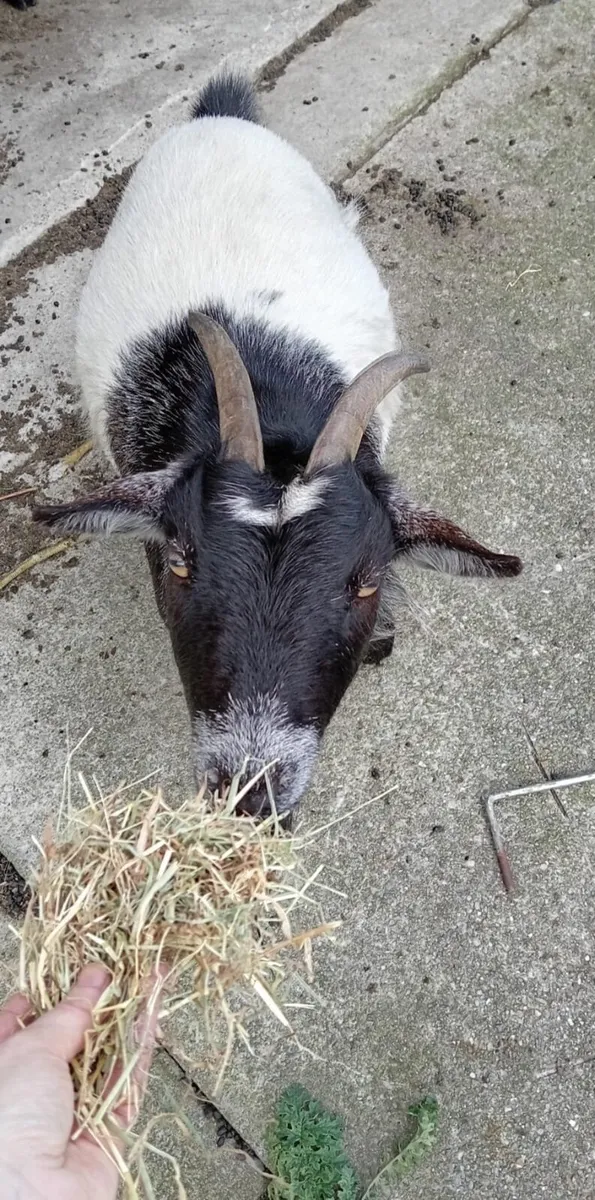 Pygmy goat - Image 3