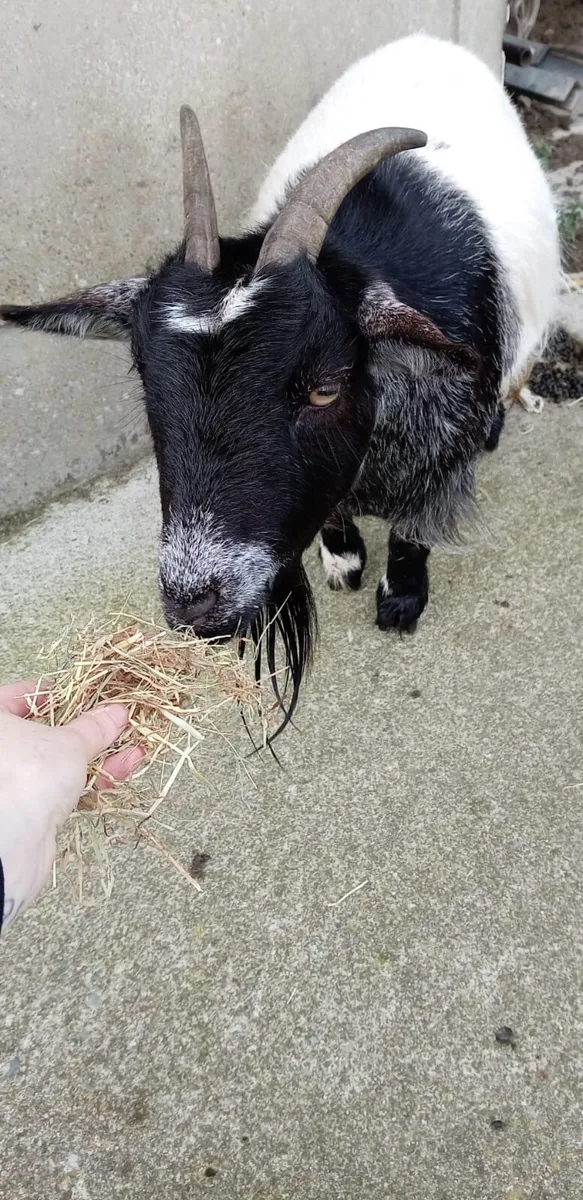 Pygmy goat - Image 2