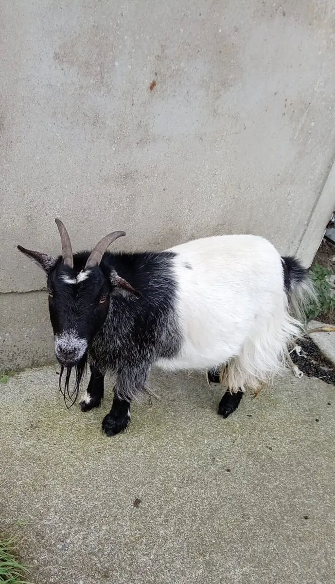 Pygmy goat - Image 4