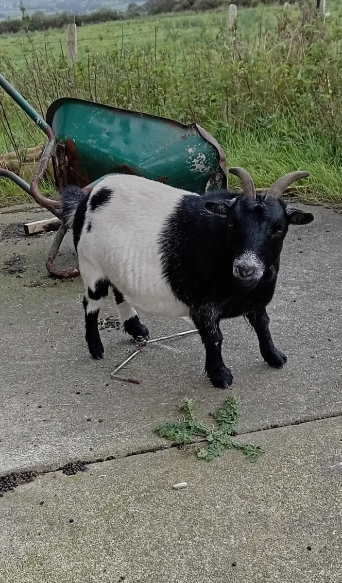 Pygmy goat - Image 1
