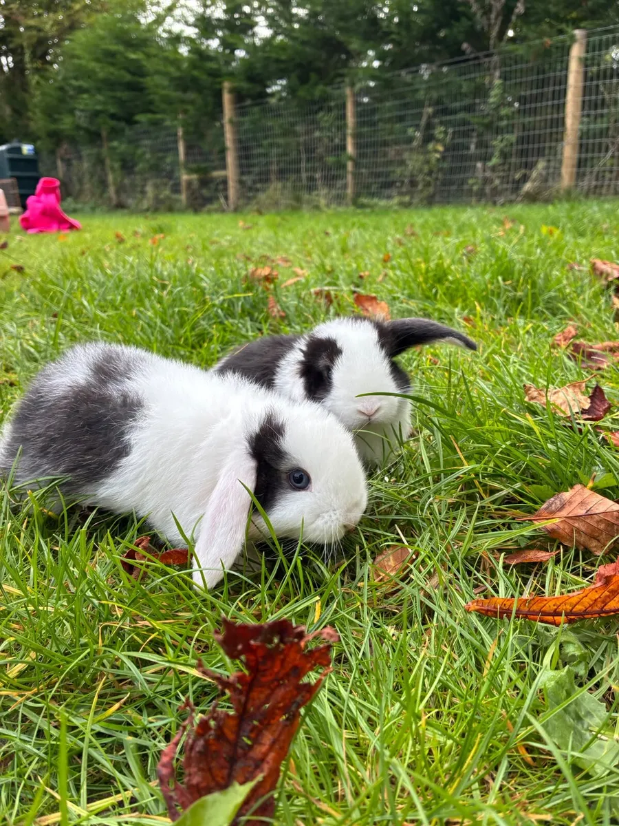 Mini lop rabbits - Image 1