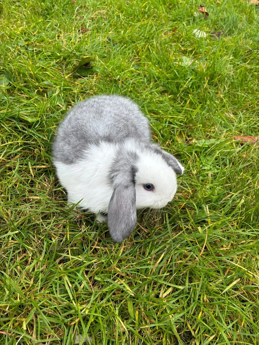 Mini lop rabbits - Image 2